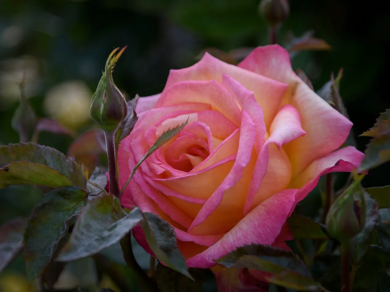 DSC_4620.jpg