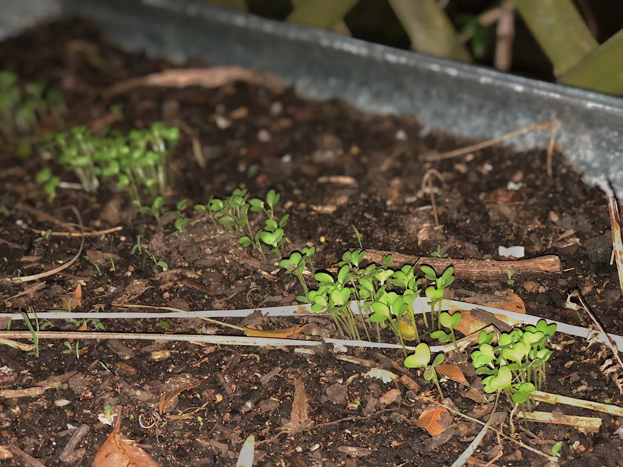 Mustard Green Seedlings