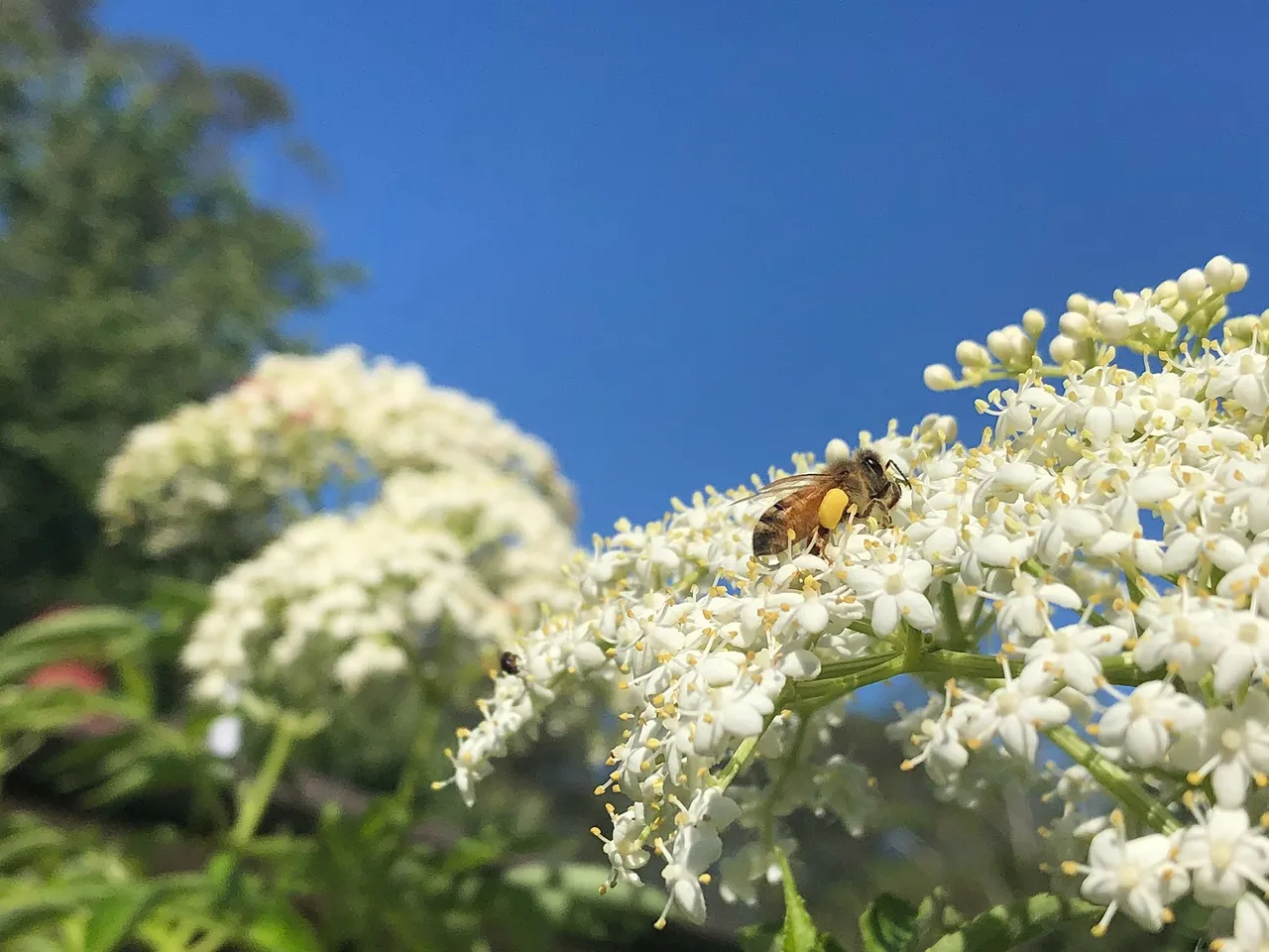 A honey bee on Elderflowers