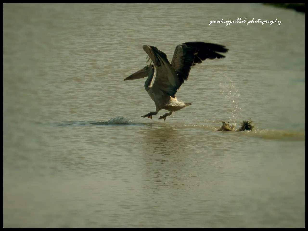 pelican1.jpg