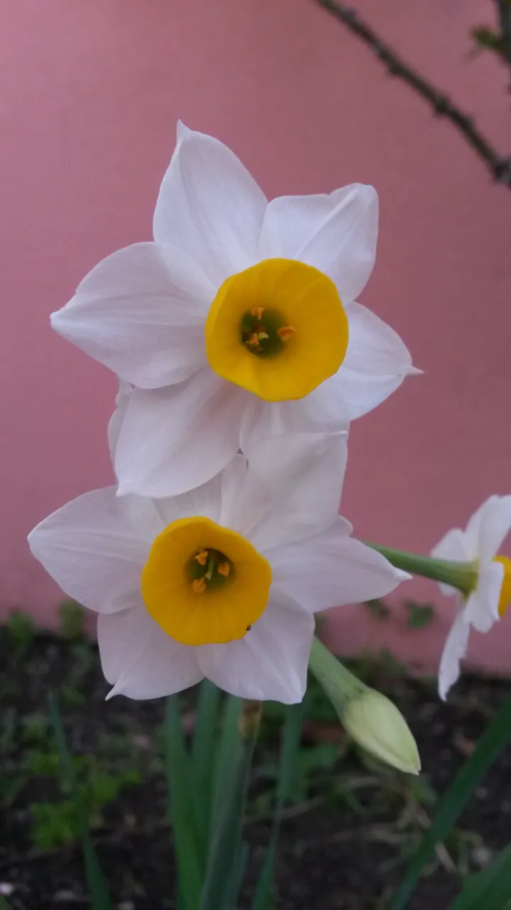 daffodil.jpg