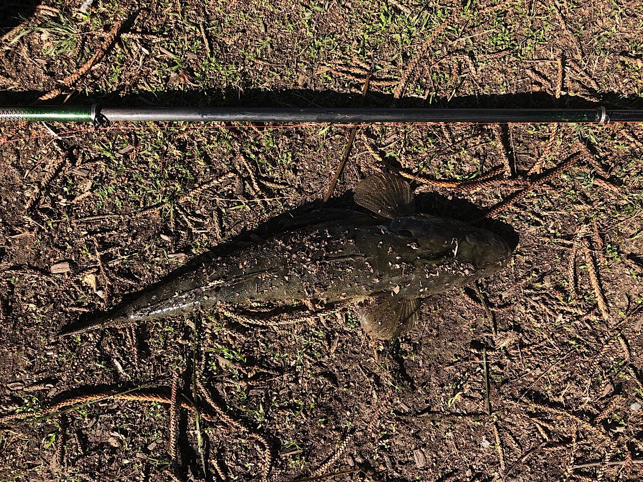 Flathead fish