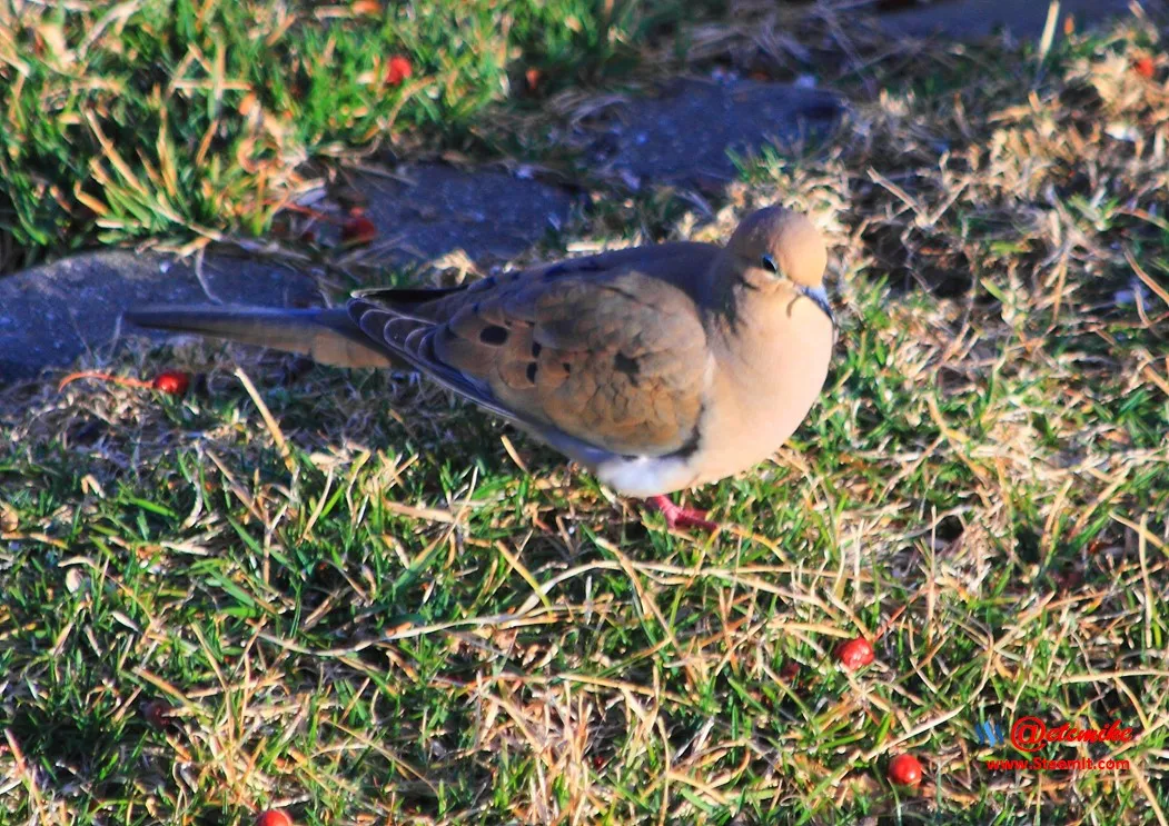 Mourning Dove IMG_0168.JPG