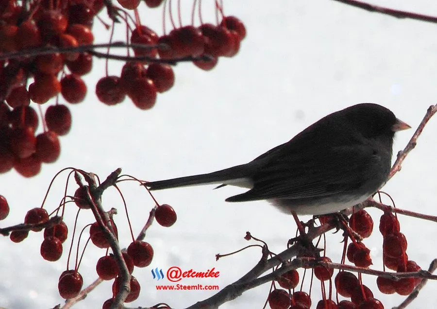 Dark-eyed Junco IMG_0063.JPG