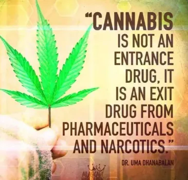cannabis.PNG