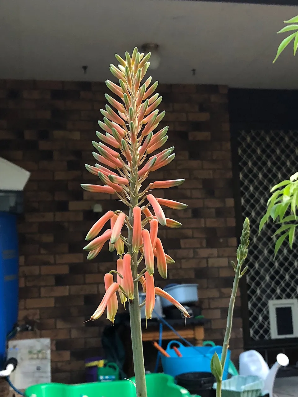 Aloe Vera flowers