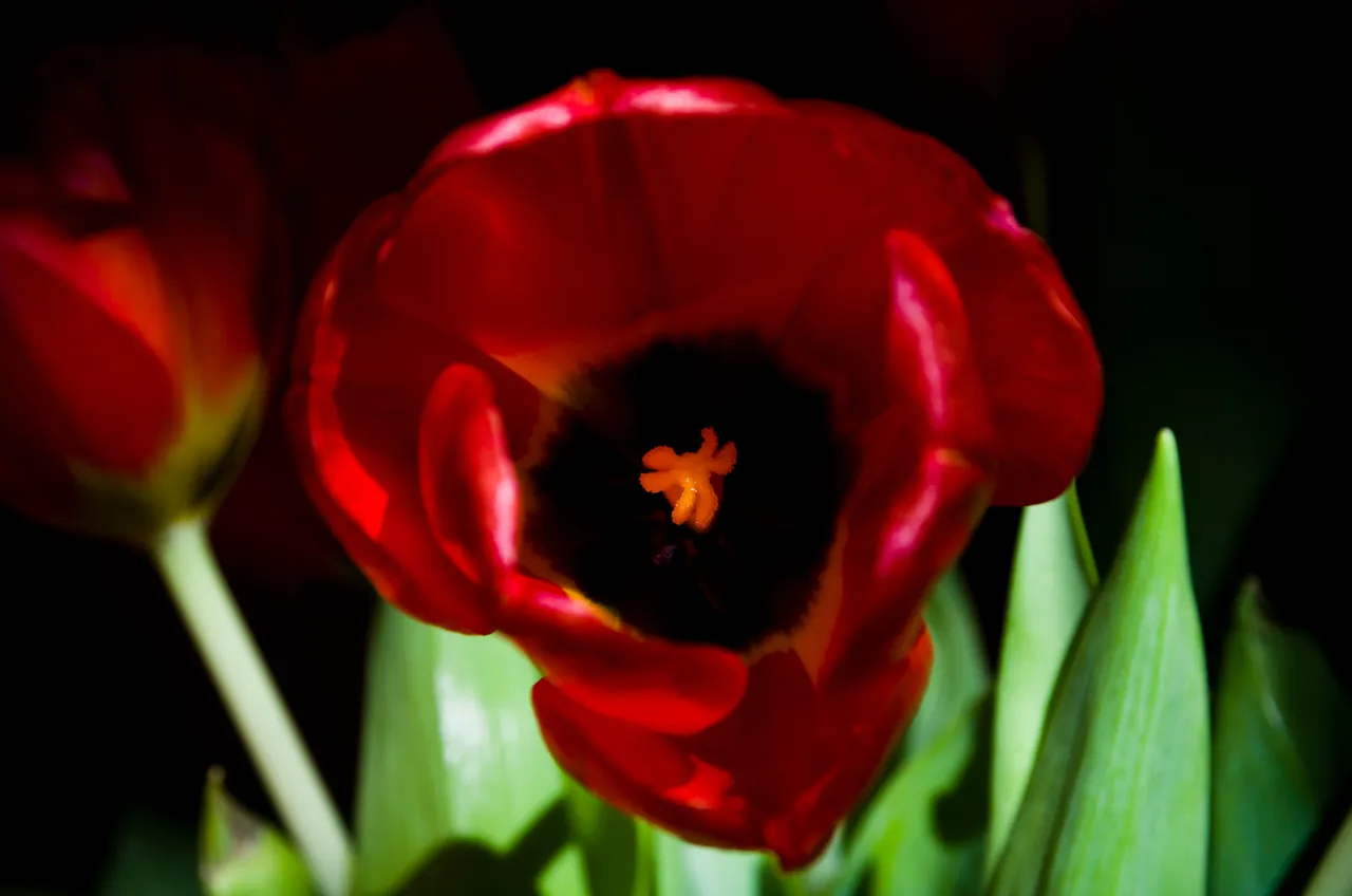 IMGP5041.JPG