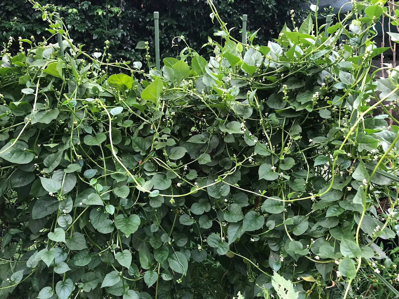 The Malabar Spinach