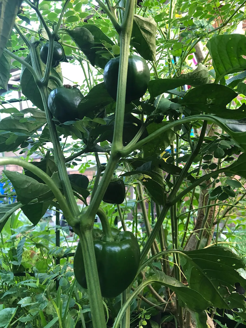 Capsicum