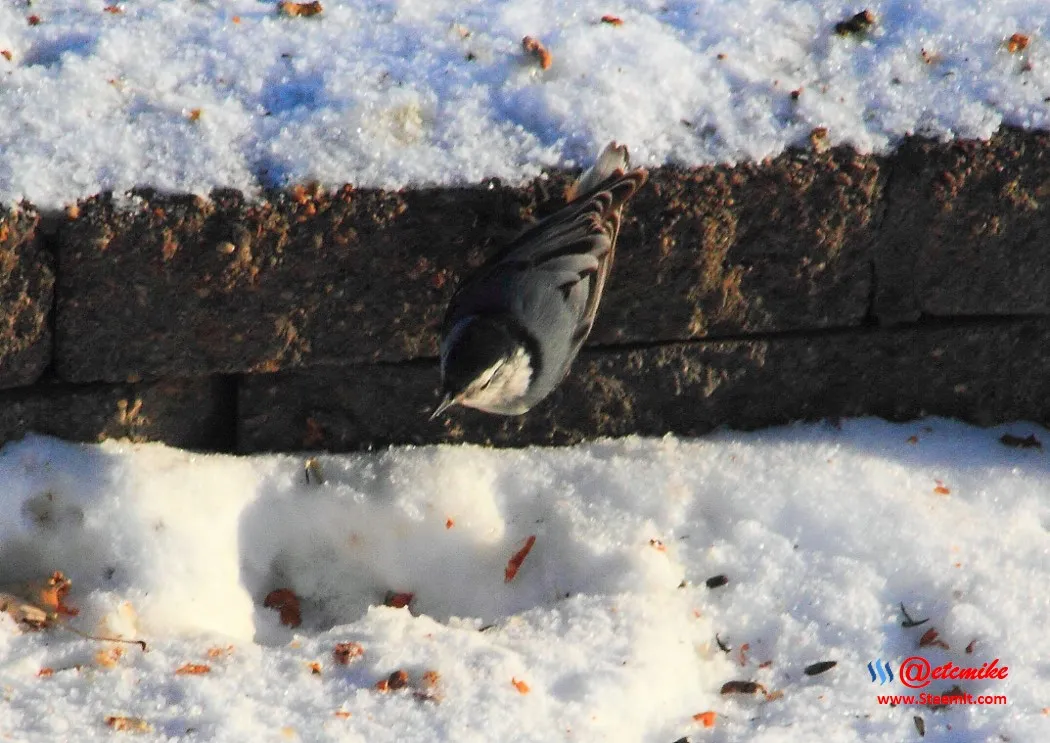 White-breasted Nuthatch IMG_0154.JPG