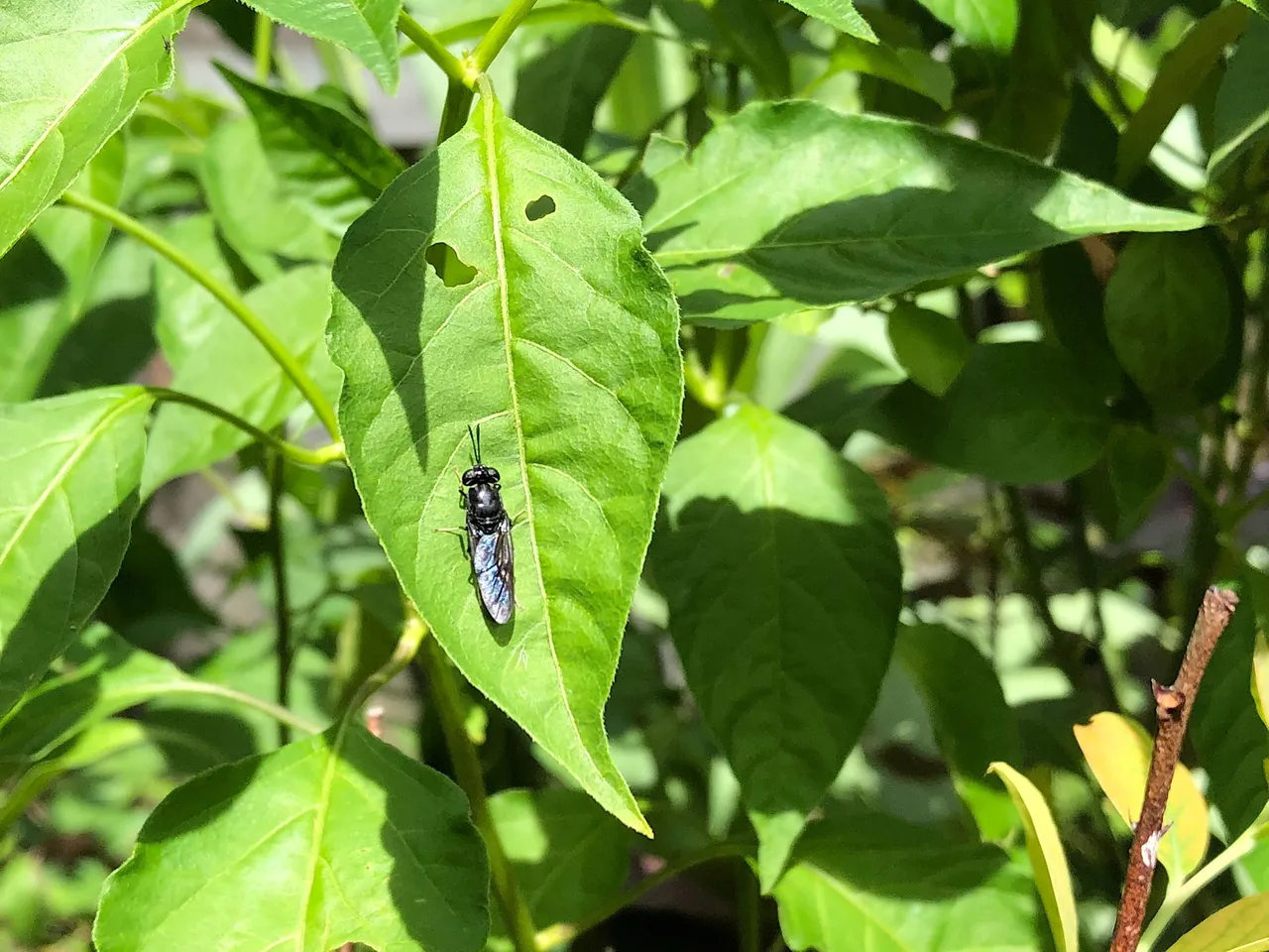 Hermetia illiucens on a chilli leaf