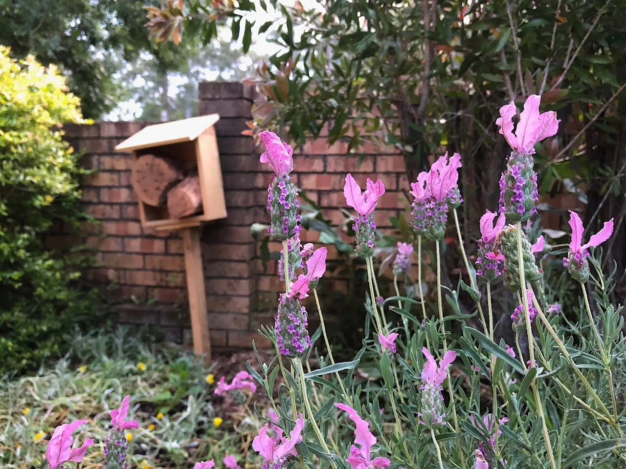 Princess Lavender flowers