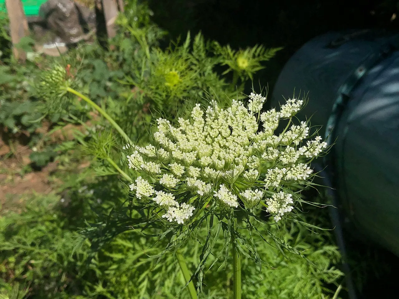 Carrot flowers