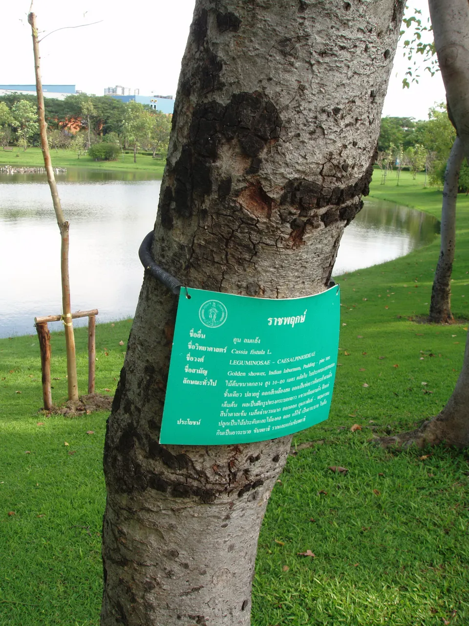 Queen Sirikit Park - Cassia fistula