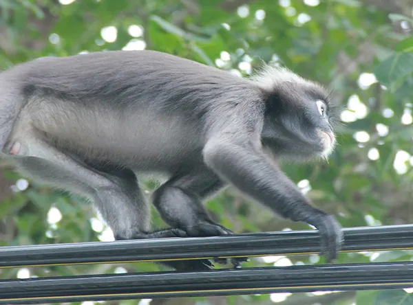 Monkey17.jpg