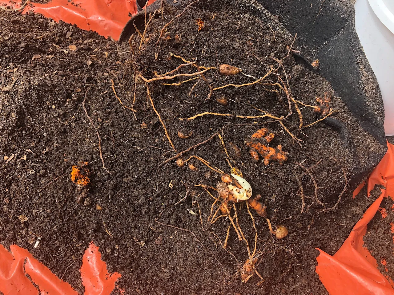 Harvesting Turmeric