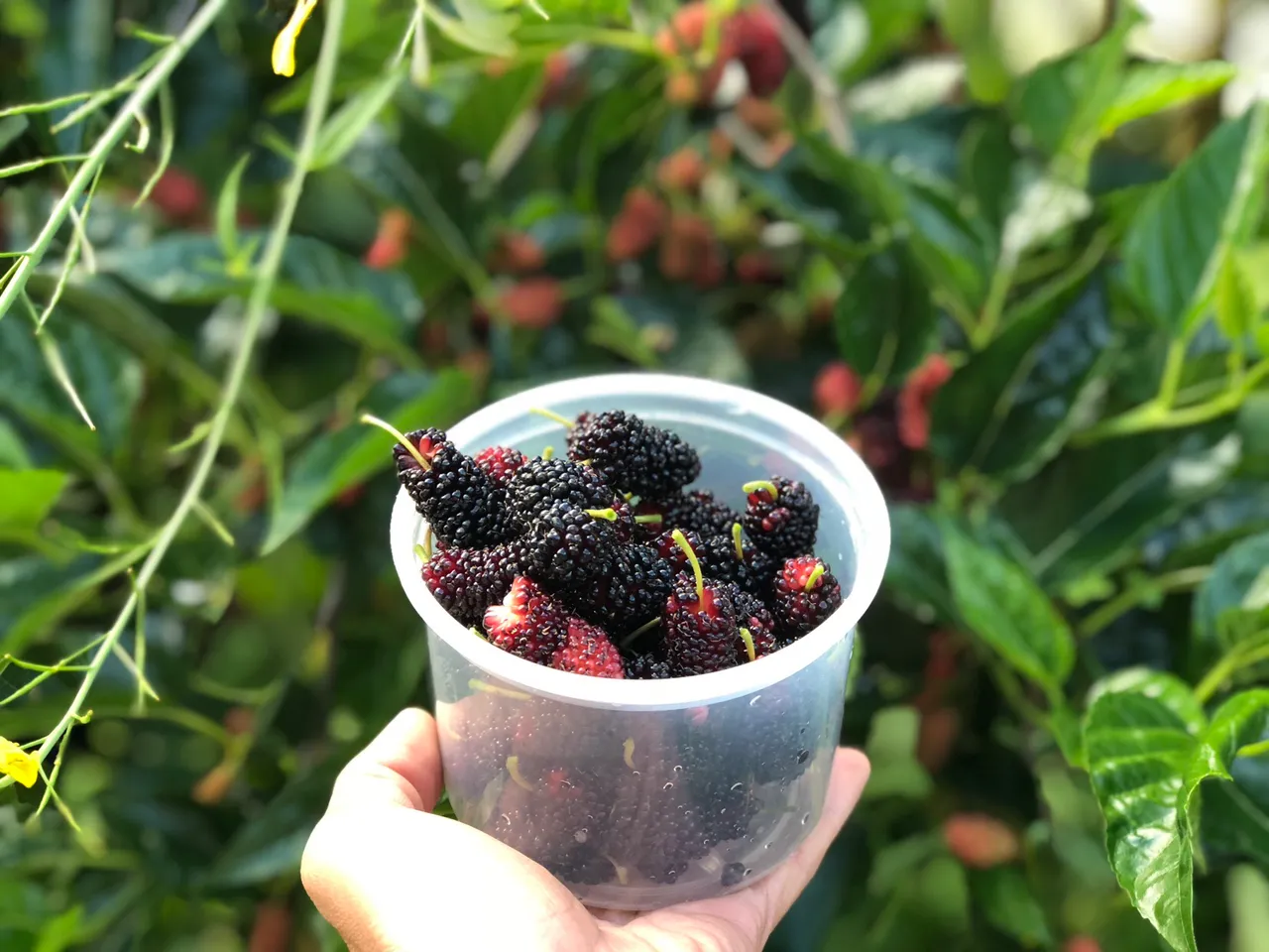 Mulberries