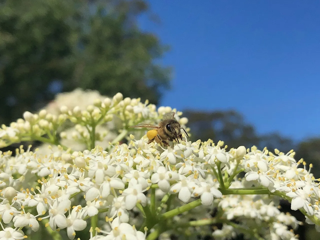 A honey bee on Elderflowers