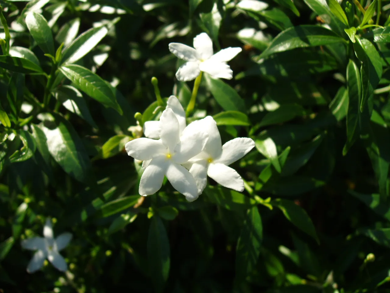 Queen Sirikit Park - flower