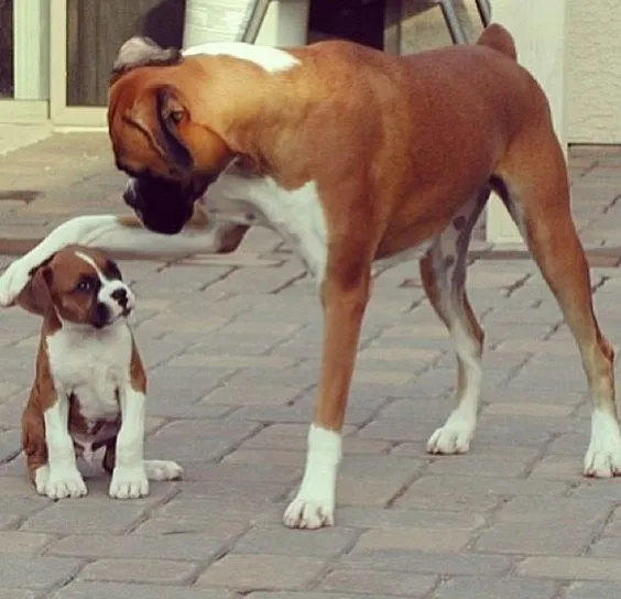 boxerdog.jpg