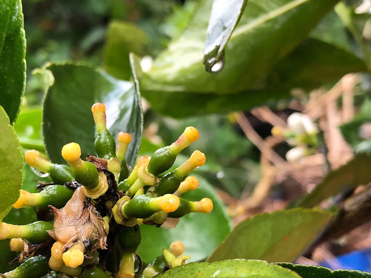 Lime small fruits