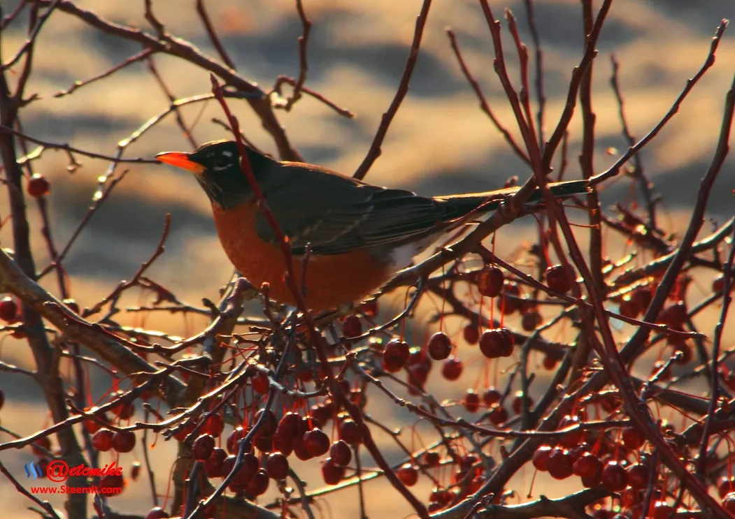 American Robin IMG_0093.JPG