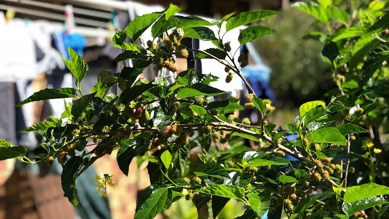 Mulberries