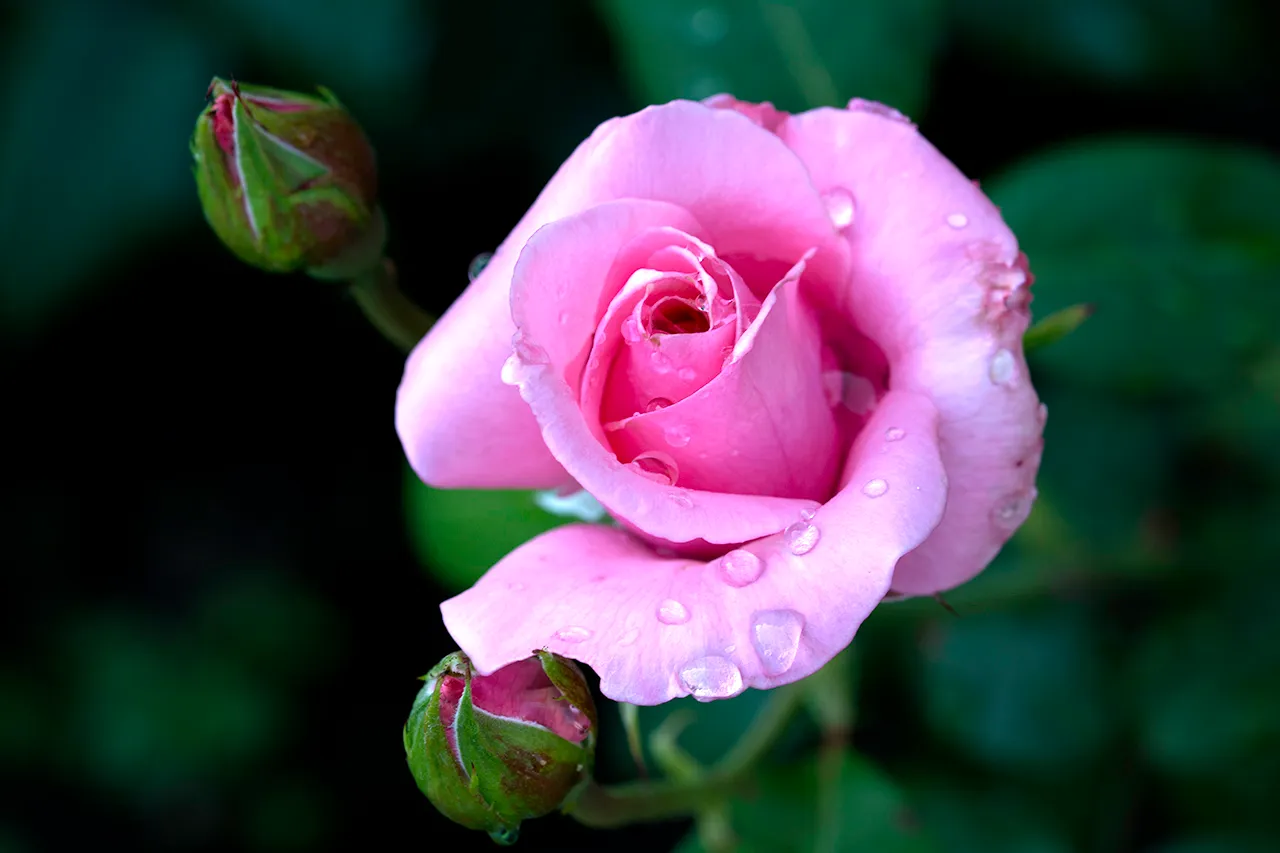 DSC_1642.jpg