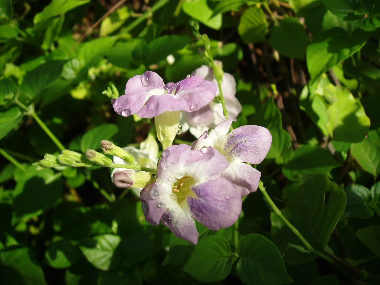 Queen Sirikit Park - flower