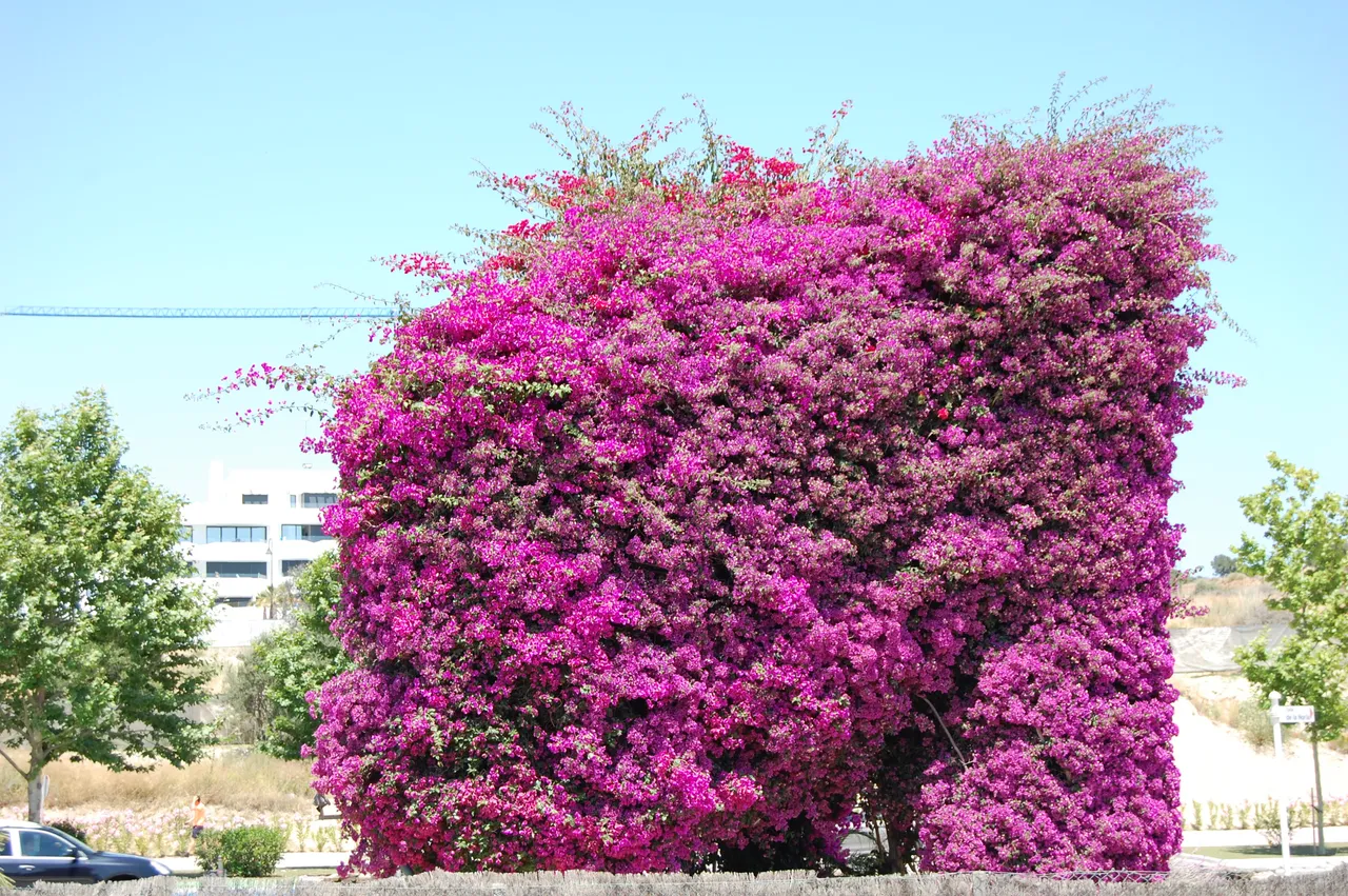 DSC_0706.JPG