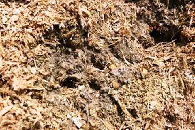 soil 1.jpg