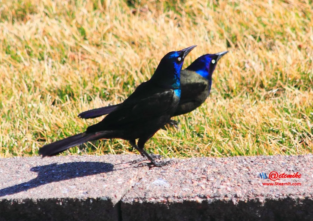 Common Grackle IMG_0143.JPG