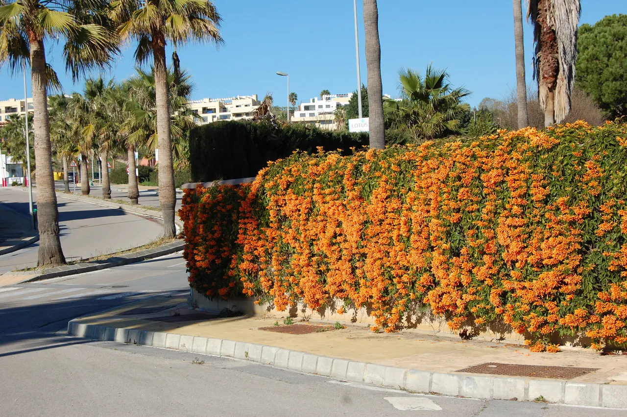 DSC_0952.JPG