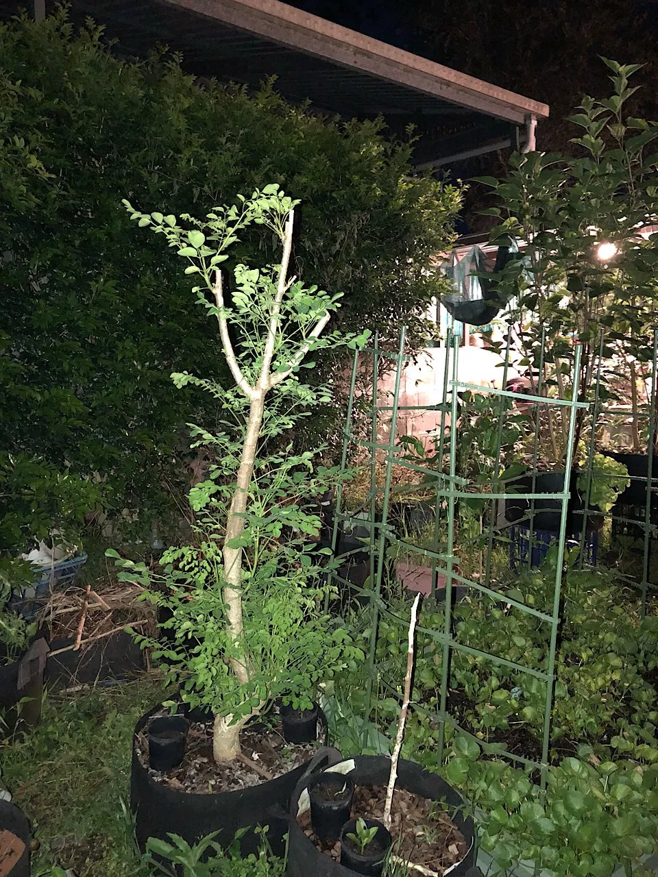 Moringa tree