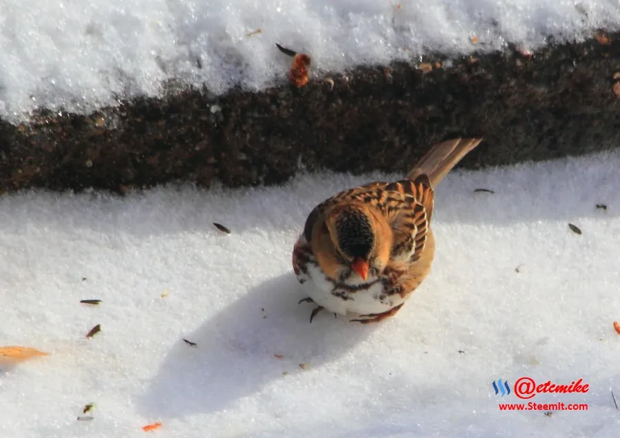 Harris's Sparrow IMG_0053.JPG
