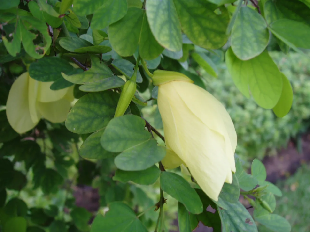 Queen Sirikit Park yellow flowers