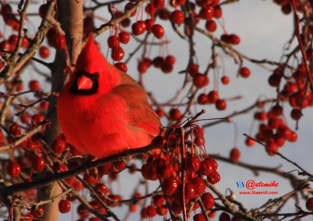 Northern Cardinal IMG_0129.JPG