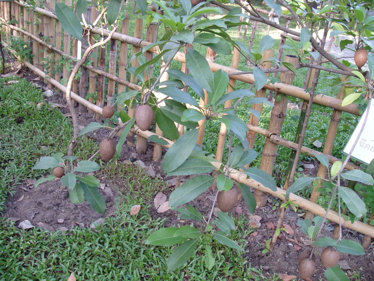 Queen Sirikit Park Sapodilla tree