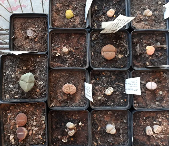 lithops2.jpg