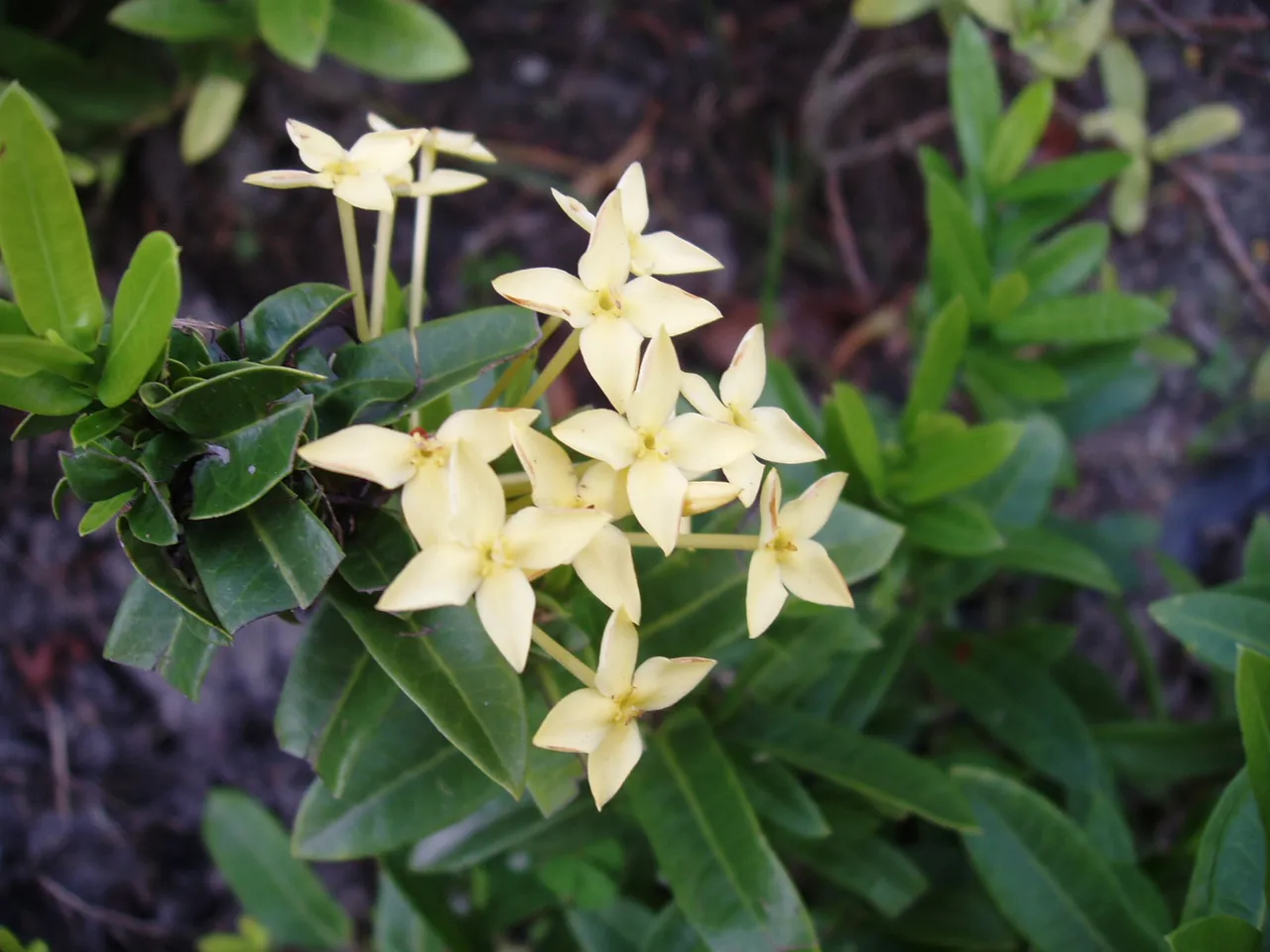 Queen Sirikit Park - flower