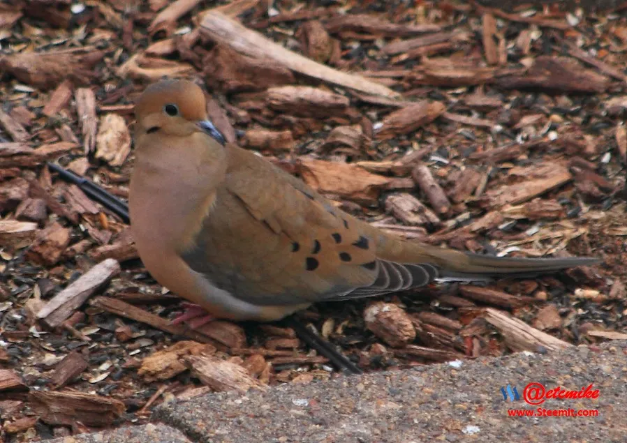 Mourning Dove IMG_0102.JPG