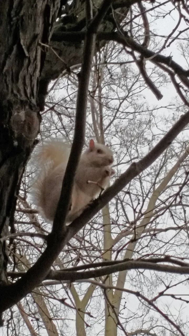 squirrel.jpg