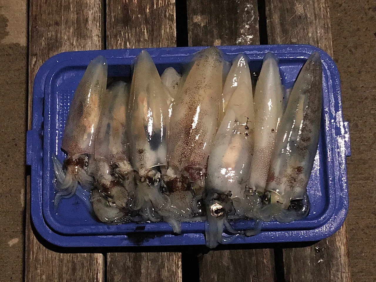 Arrow squids at Patonga Beach, NSW, Australia