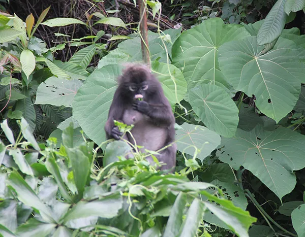 Monkey09.jpg