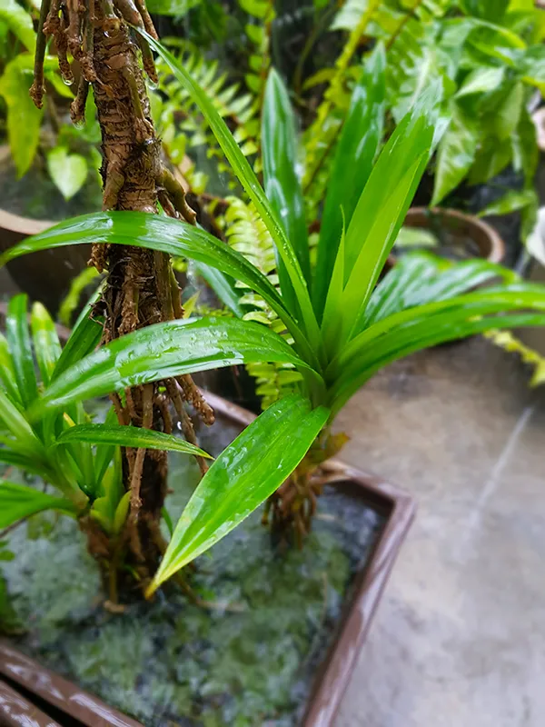 Plants04.jpg