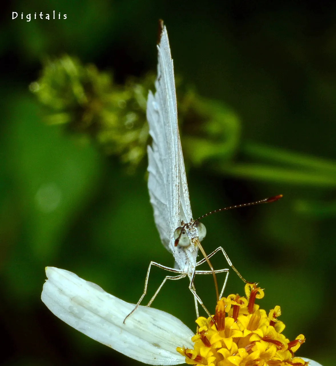 DSC_4442.JPG