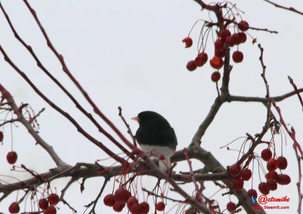 Dark-eyed Junco IMG_0010.JPG