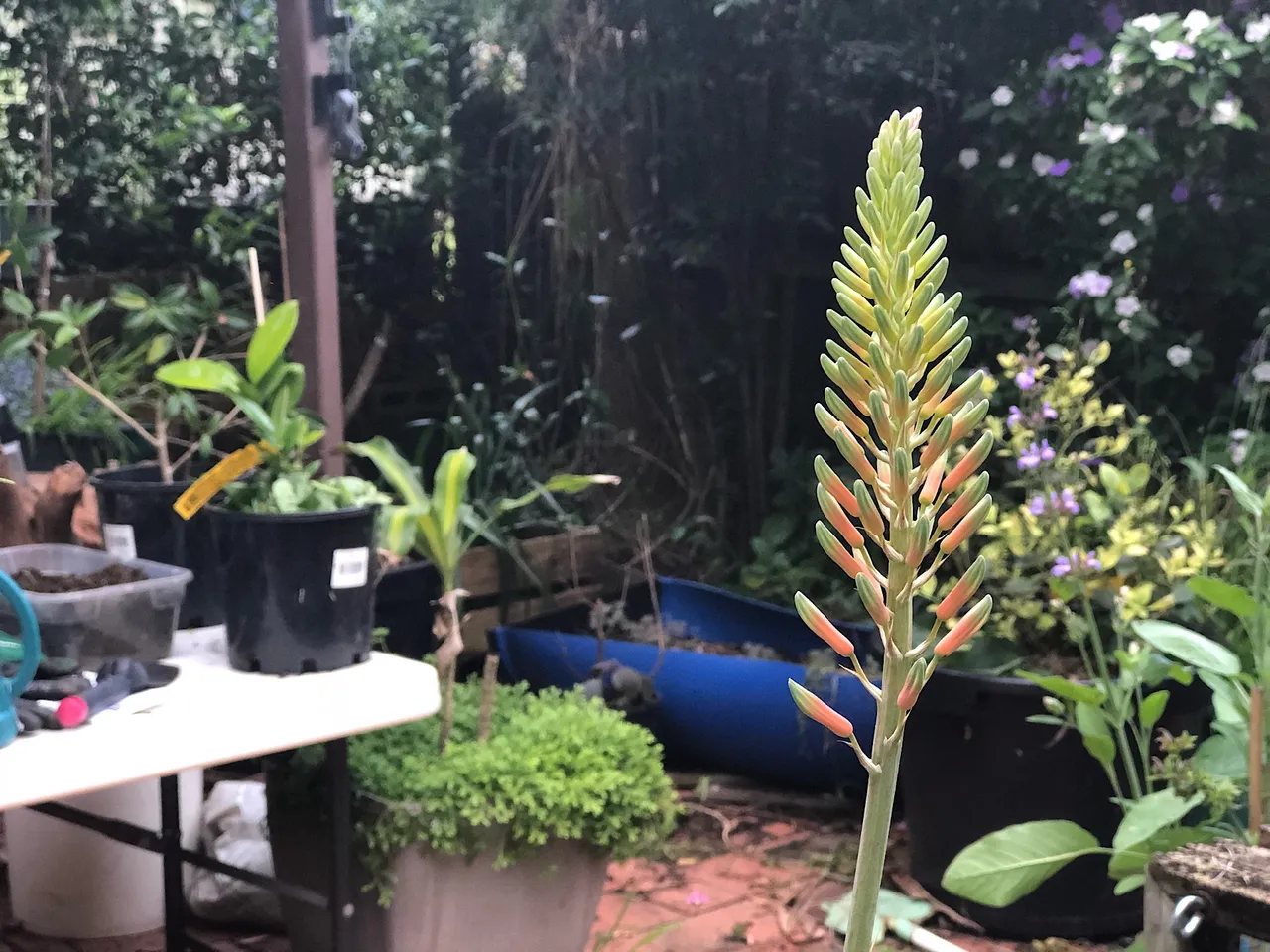 Aloe Vera flowers