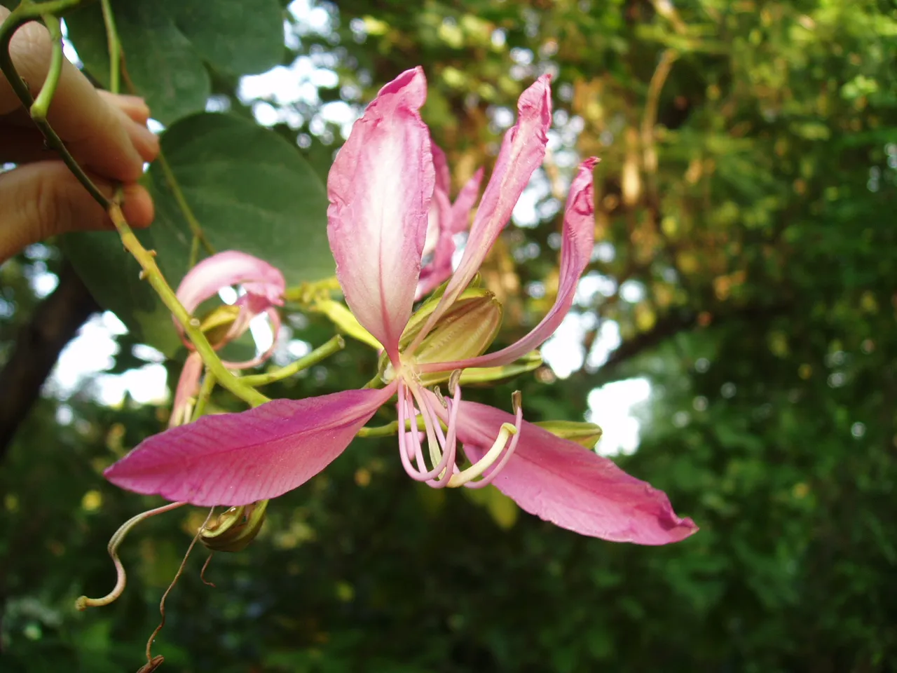 Queen Sirikit Park - flower