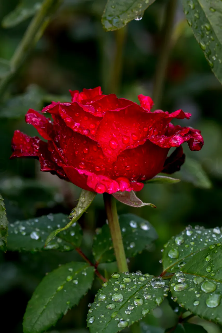 DSC_3812.JPG